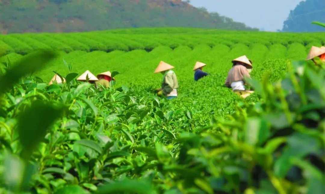 贵州哪些地方产富硒茶呢