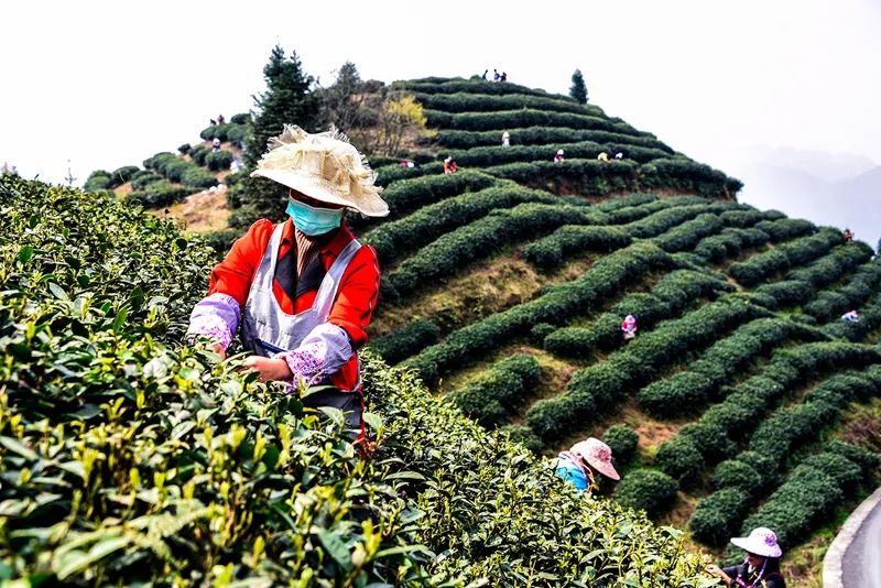 贵州哪些地方产富硒茶呢