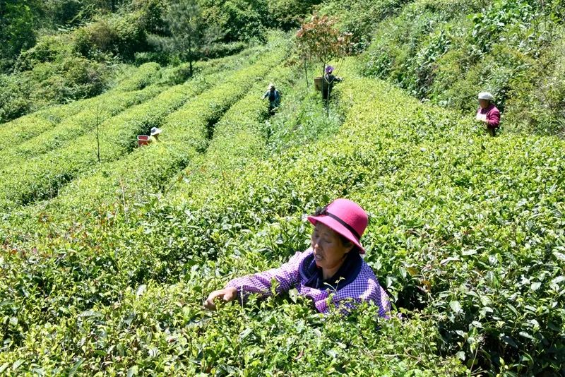 贵州哪些地方产富硒茶呢