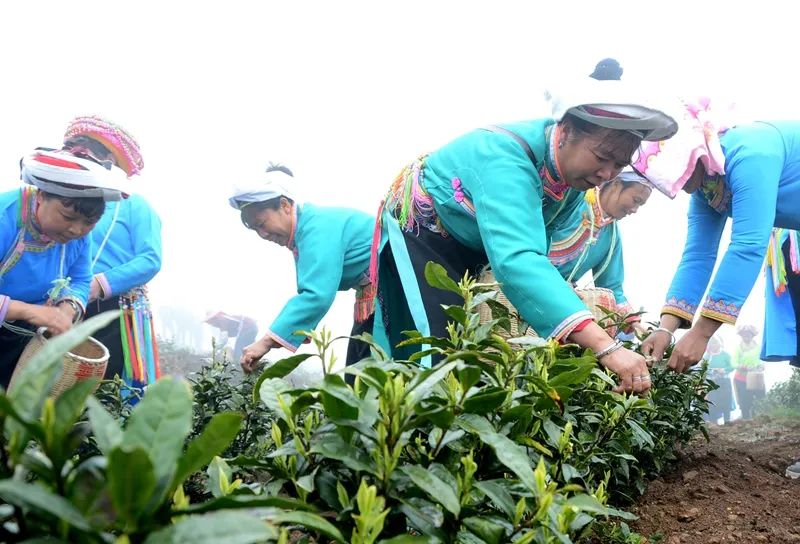 贵州哪些地方产富硒茶呢