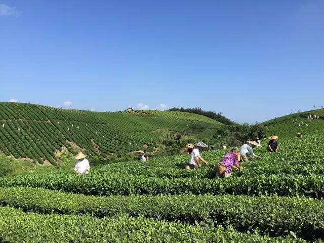 贵州哪些地方产富硒茶呢