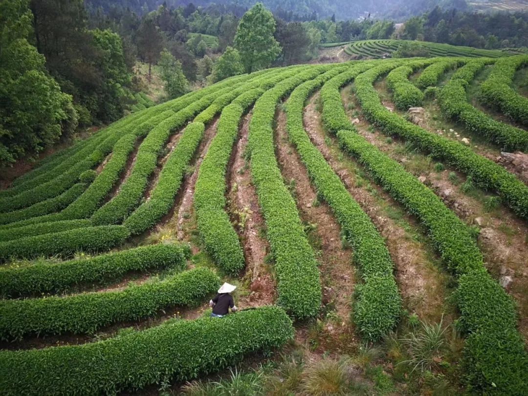 贵州哪些地方产富硒茶呢