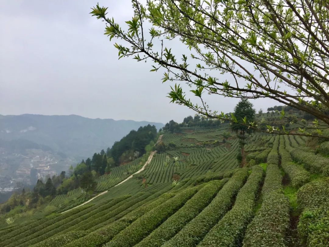 贵州哪些地方产富硒茶呢