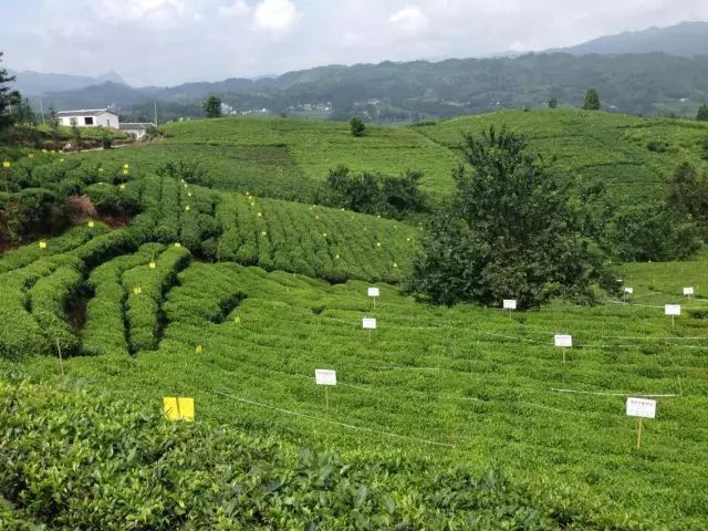 贵州哪些地方产富硒茶呢