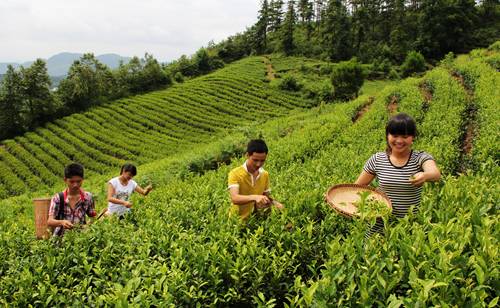 贵州哪些地方产富硒茶呢