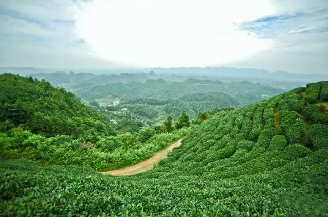 贵州哪些地方产富硒茶呢