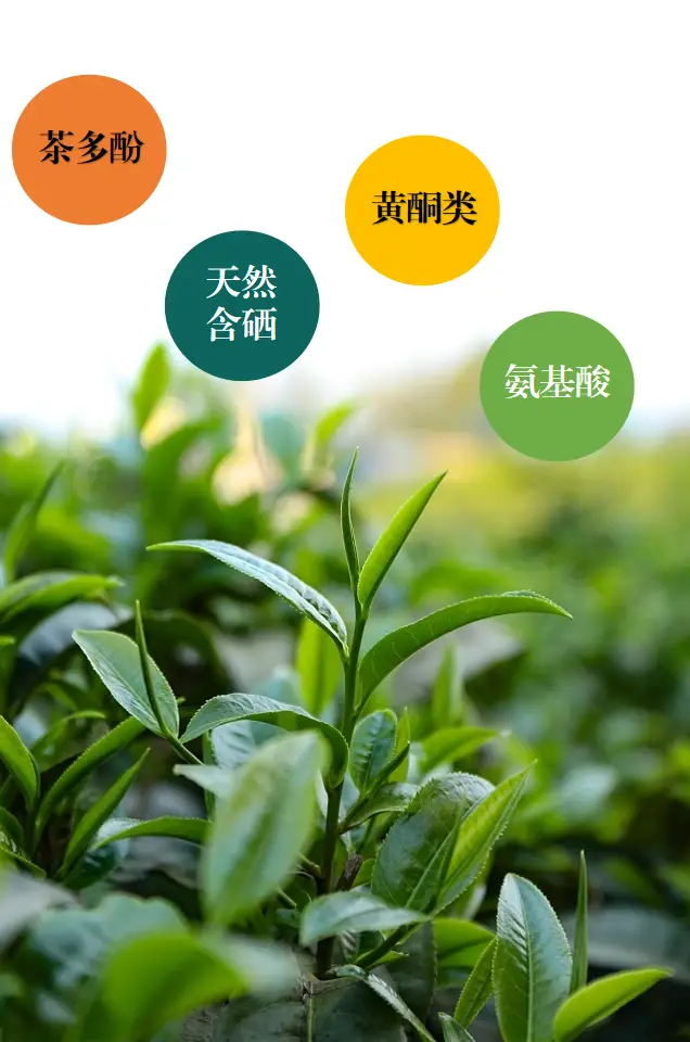 紫阴富硒茶可以冬天喝吗