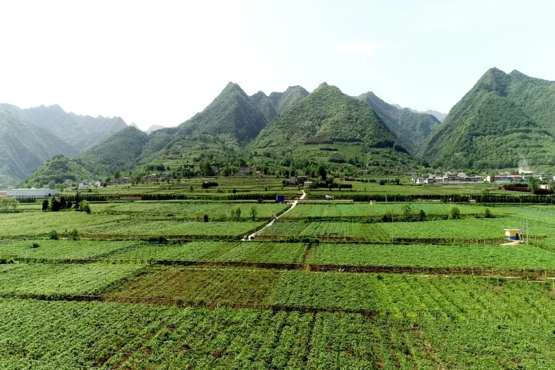 紫阳富硒茶怎么发朋友圈