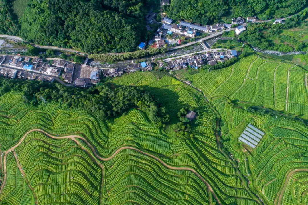 紫阳富硒茶怎么发朋友圈