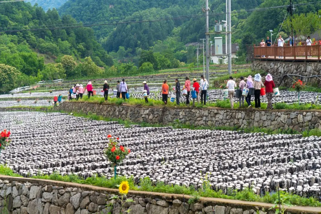 紫阳富硒茶怎么发朋友圈