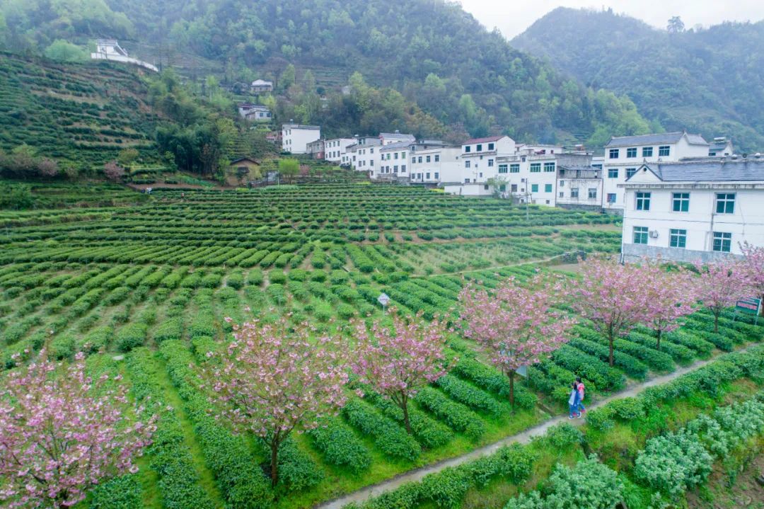 紫阳县富硒茶产区在哪里