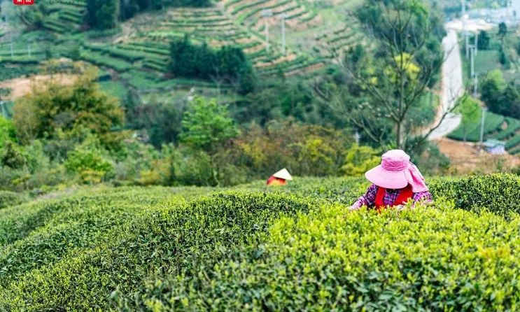 紫阳县富硒茶产区在哪里