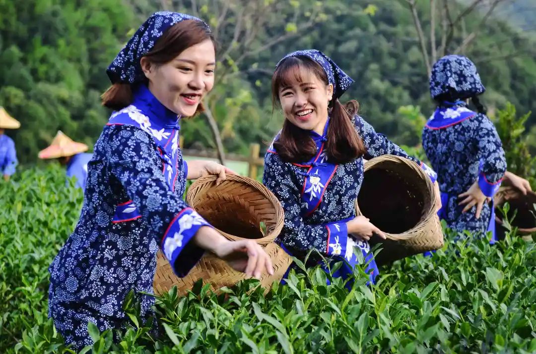 十大品牌安康富硒茶排名