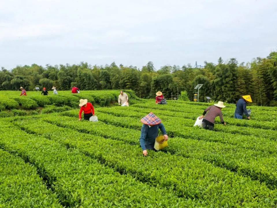 十大品牌安康富硒茶排名