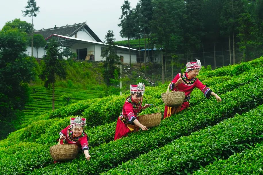 十大品牌安康富硒茶排名