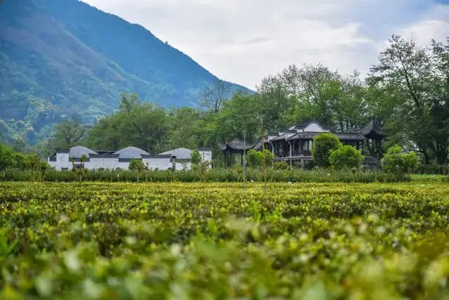 安徽富硒茶博园在哪里呀