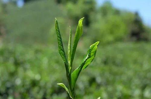 富硒茶对降血糖有作用吗