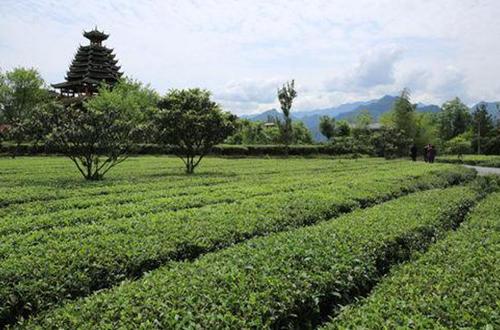 富硒茶对降血糖有作用吗