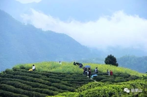 陕西富硒茶喝了有什么用