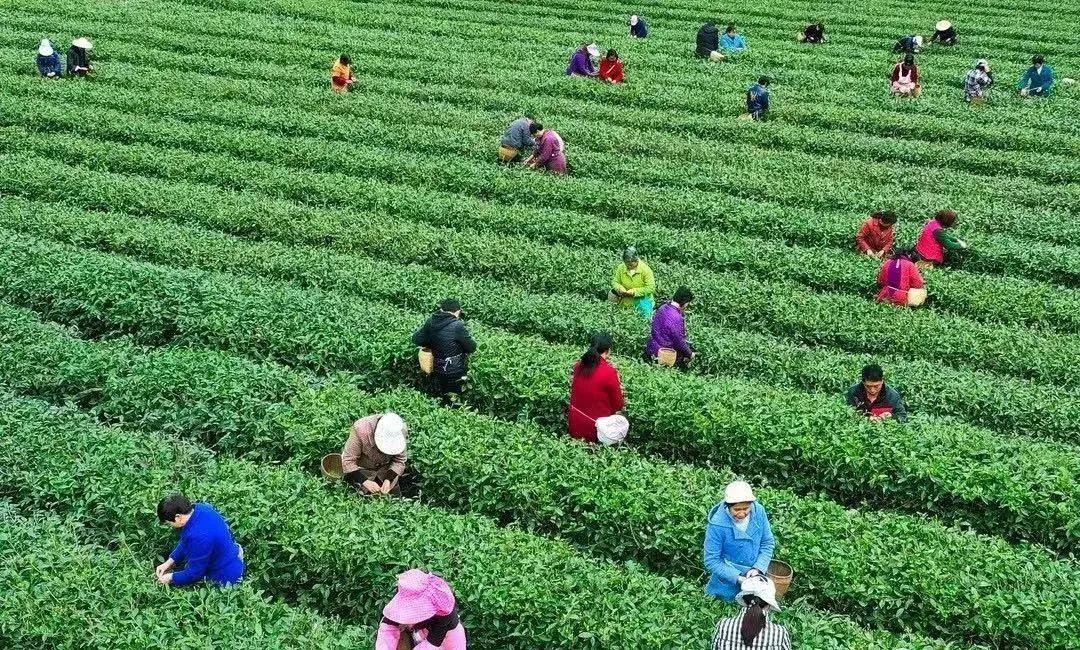 陕西安康龙腾紫阳富硒茶