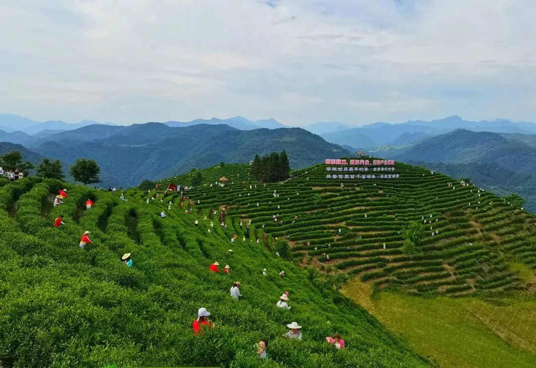 陕西安康龙腾紫阳富硒茶