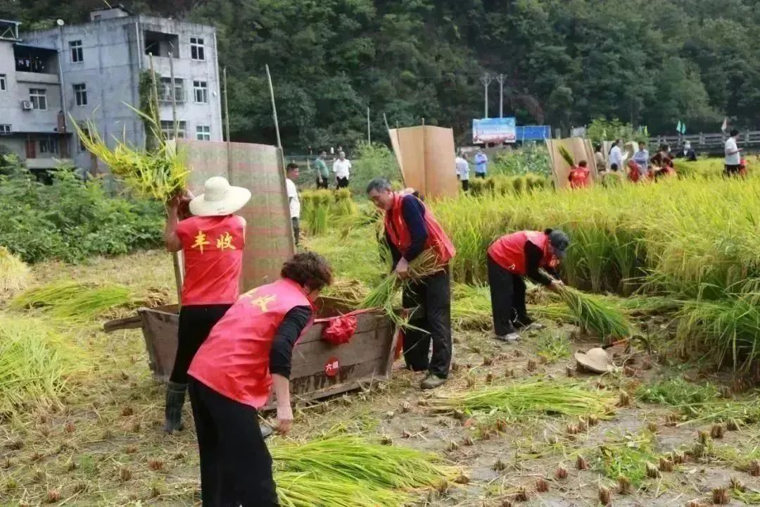 陕西安康龙腾紫阳富硒茶