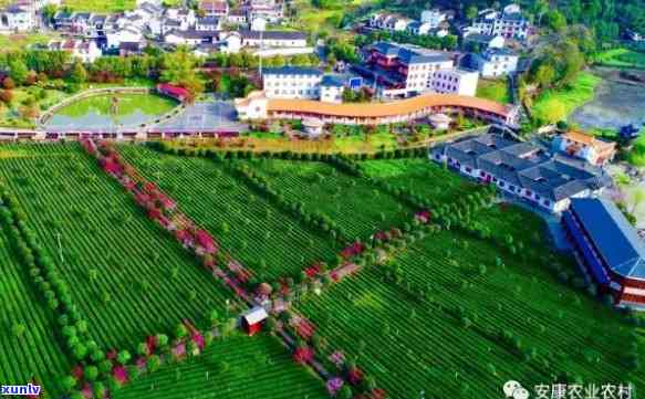 陕西安茶叶基地，安富硒茶基地：打造陕南绿色产业名片