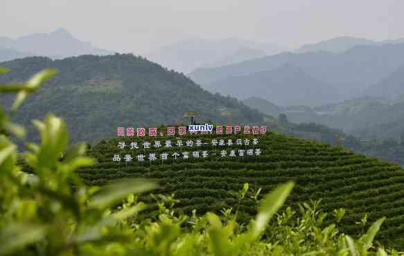 陕西安茶叶基地，安富硒茶基地：打造陕南绿色产业名片