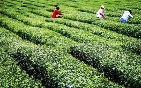 陕西安茶叶基地，安富硒茶基地：打造陕南绿色产业名片