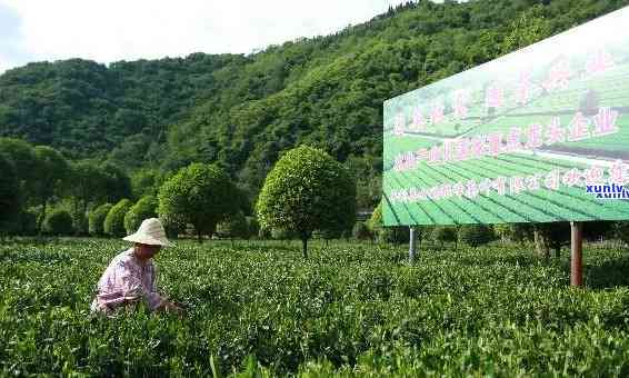 陕西安茶叶基地，安富硒茶基地：打造陕南绿色产业名片