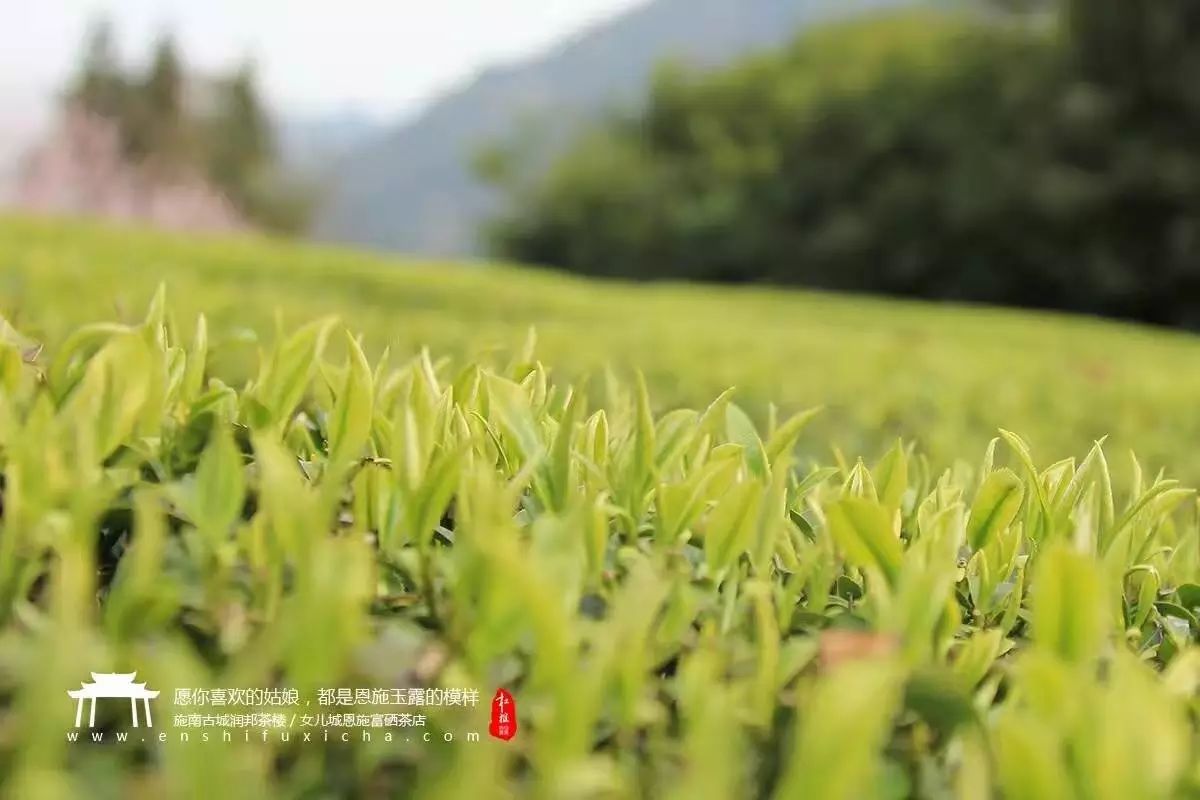 富硒茶蒸青好还是炒青好