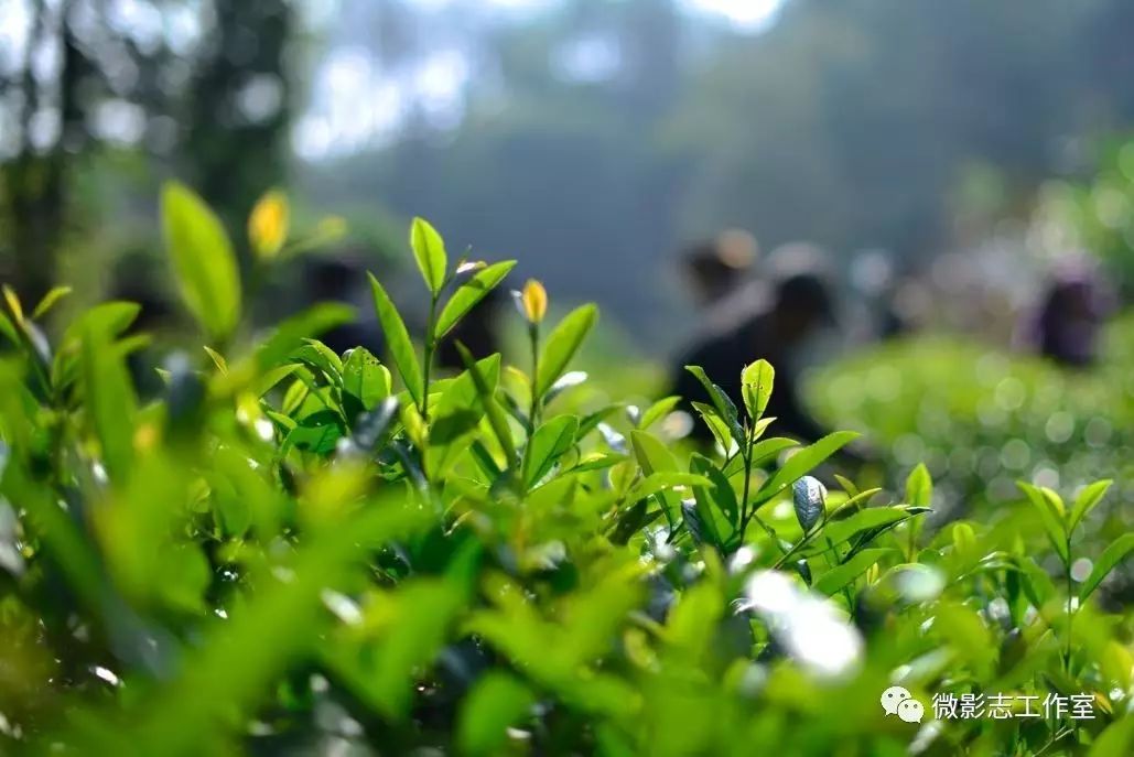 汉阴哪里有富硒茶卖的啊