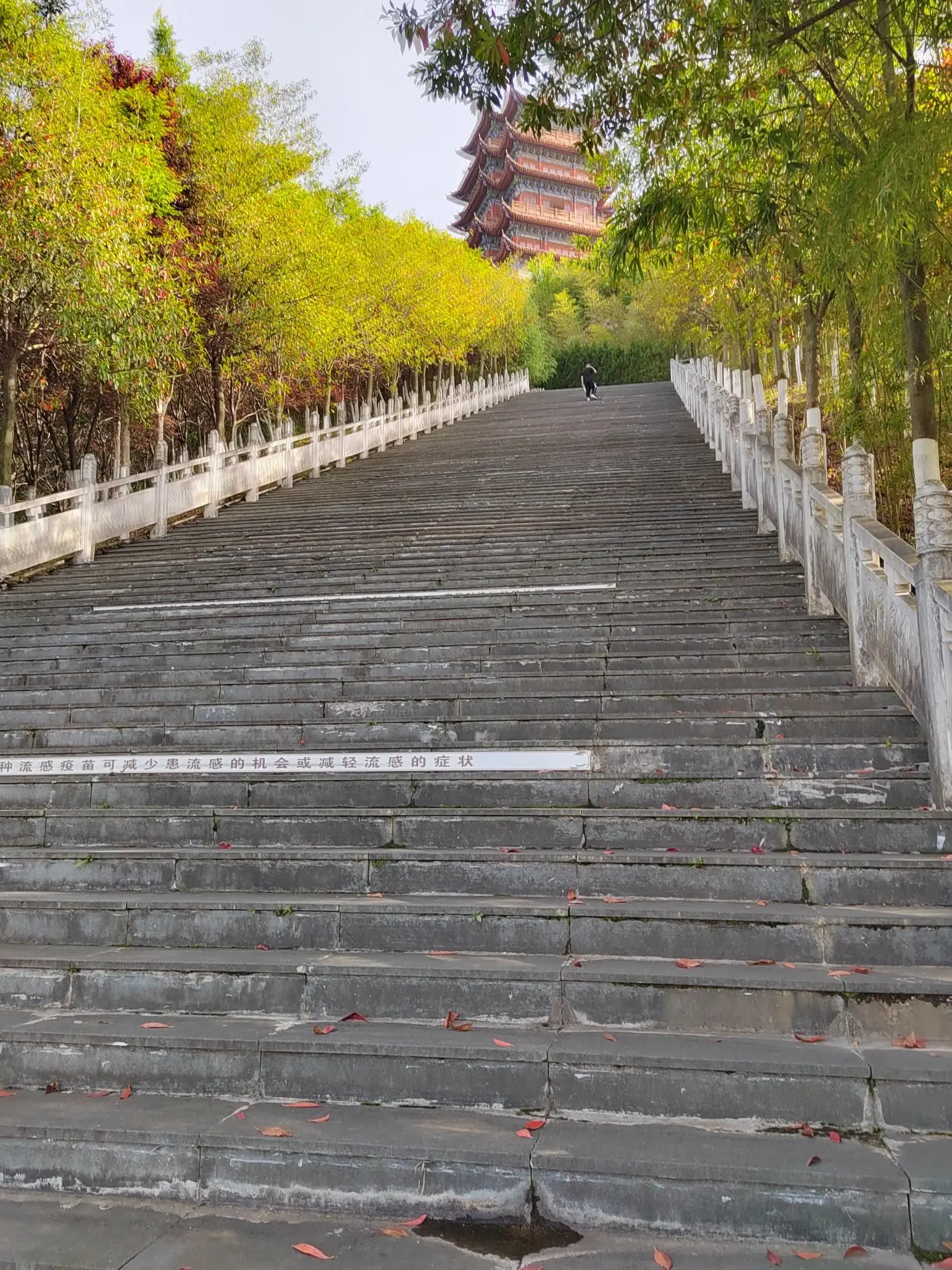 富硒紫阳茶在西安有店吗