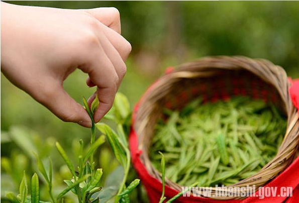 中国有哪些地方产富硒茶