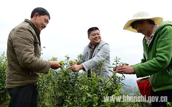 中国有哪些地方产富硒茶