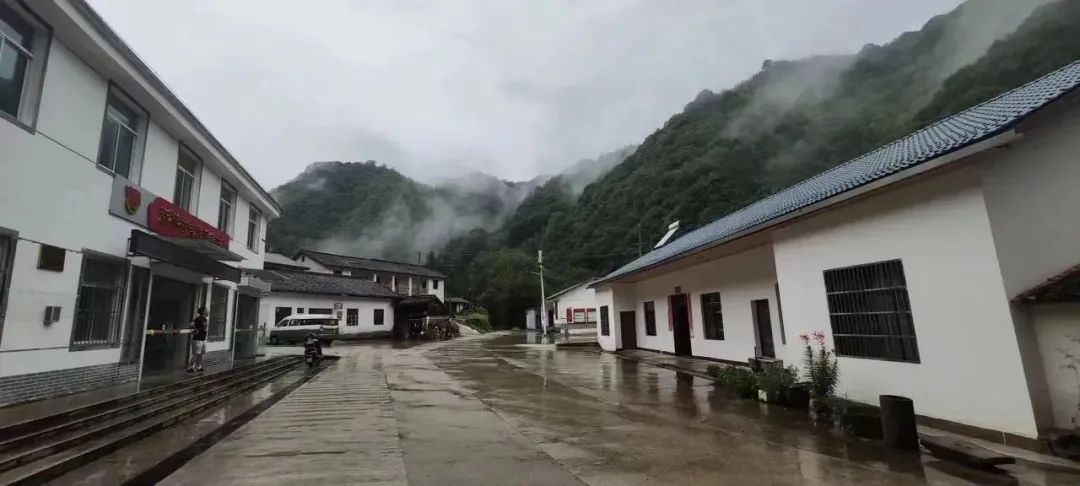 石台山大山村富硒野生茶