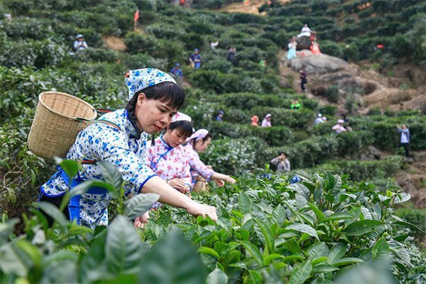 高山云雾茶和富硒哪个好