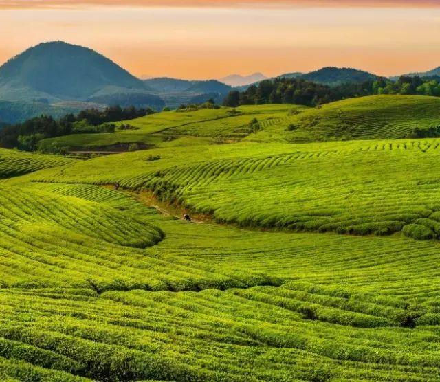 雷公山富硒清明茶法人是