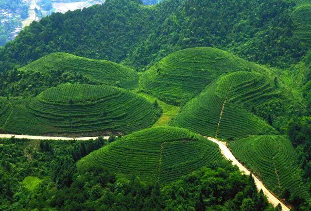 雷公山富硒清明茶法人是