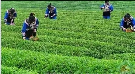 雷公山富硒清明茶法人是