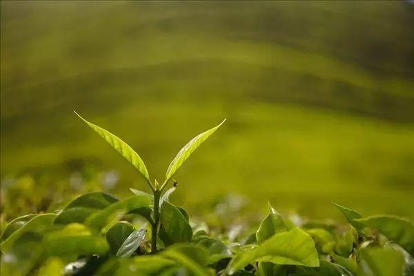 雷公山富硒清明茶法人是