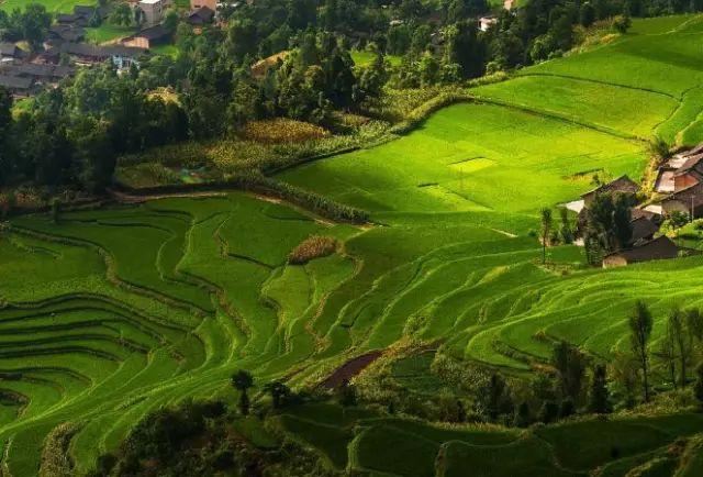 雷公山富硒清明茶法人是