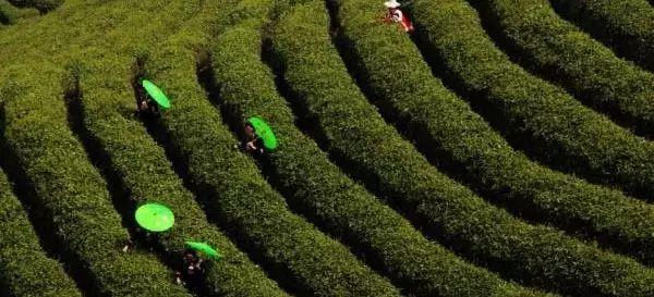 雷公山富硒清明茶法人是