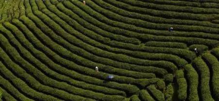 雷公山富硒清明茶法人是