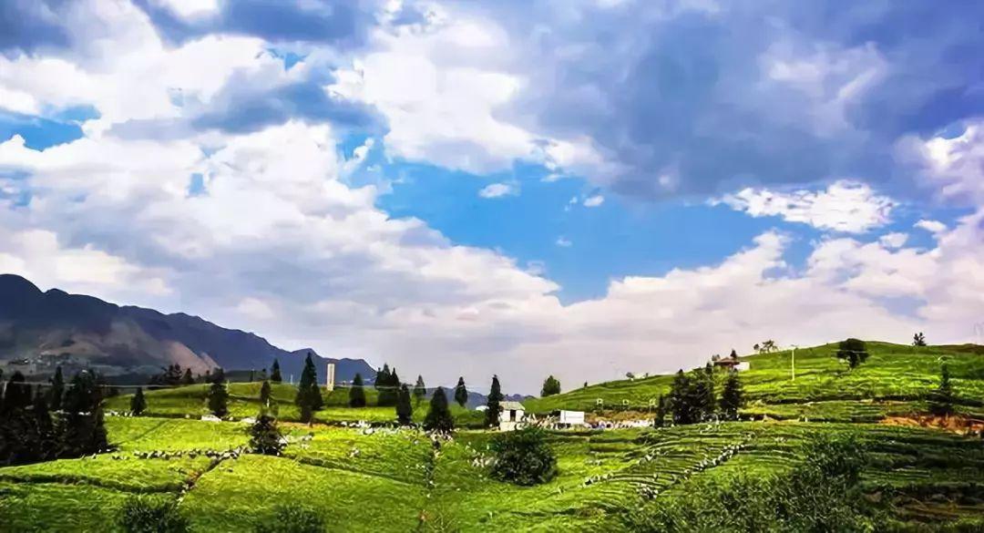 雷公山富硒清明茶法人是