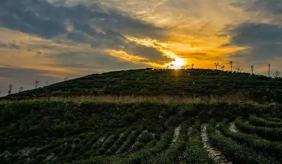 雷公山富硒清明茶法人是