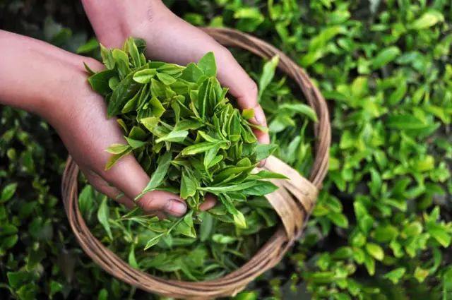 雷公山富硒清明茶法人是