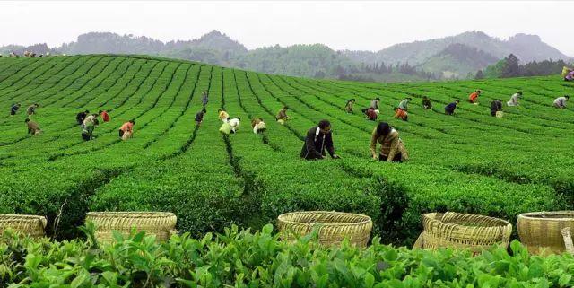 雷公山富硒清明茶法人是