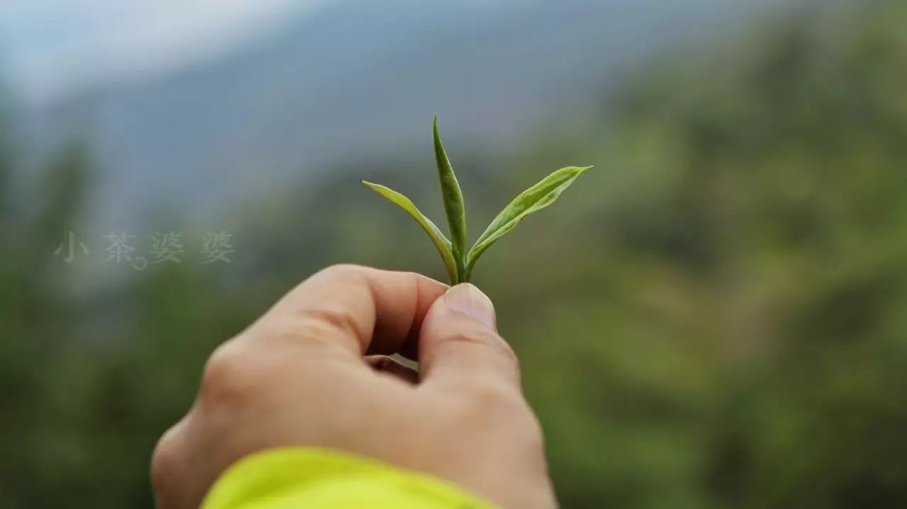 富硒红茶与普洱茶的区别