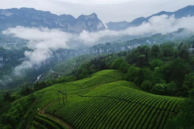 富硒红茶与普洱茶的区别